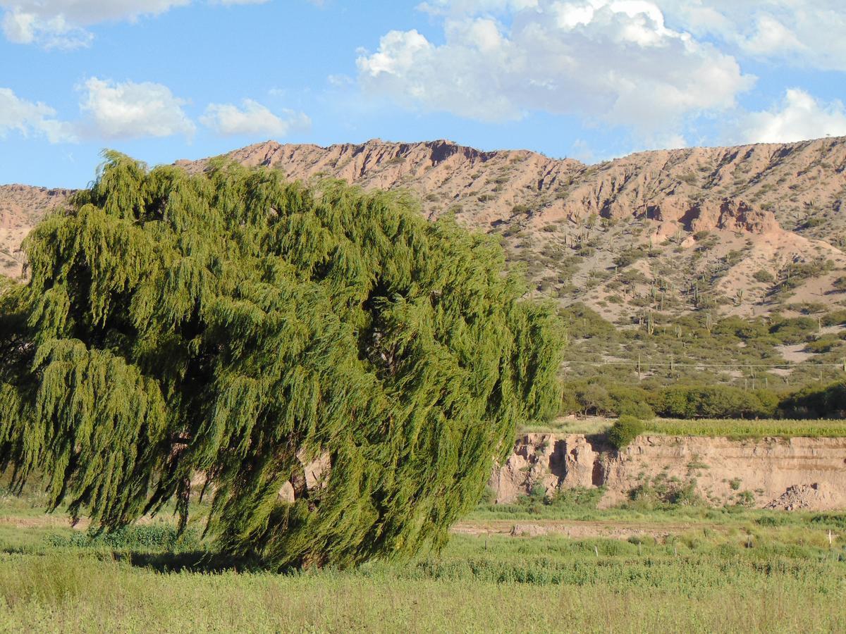 El Churqui Humahuaca Exterior photo